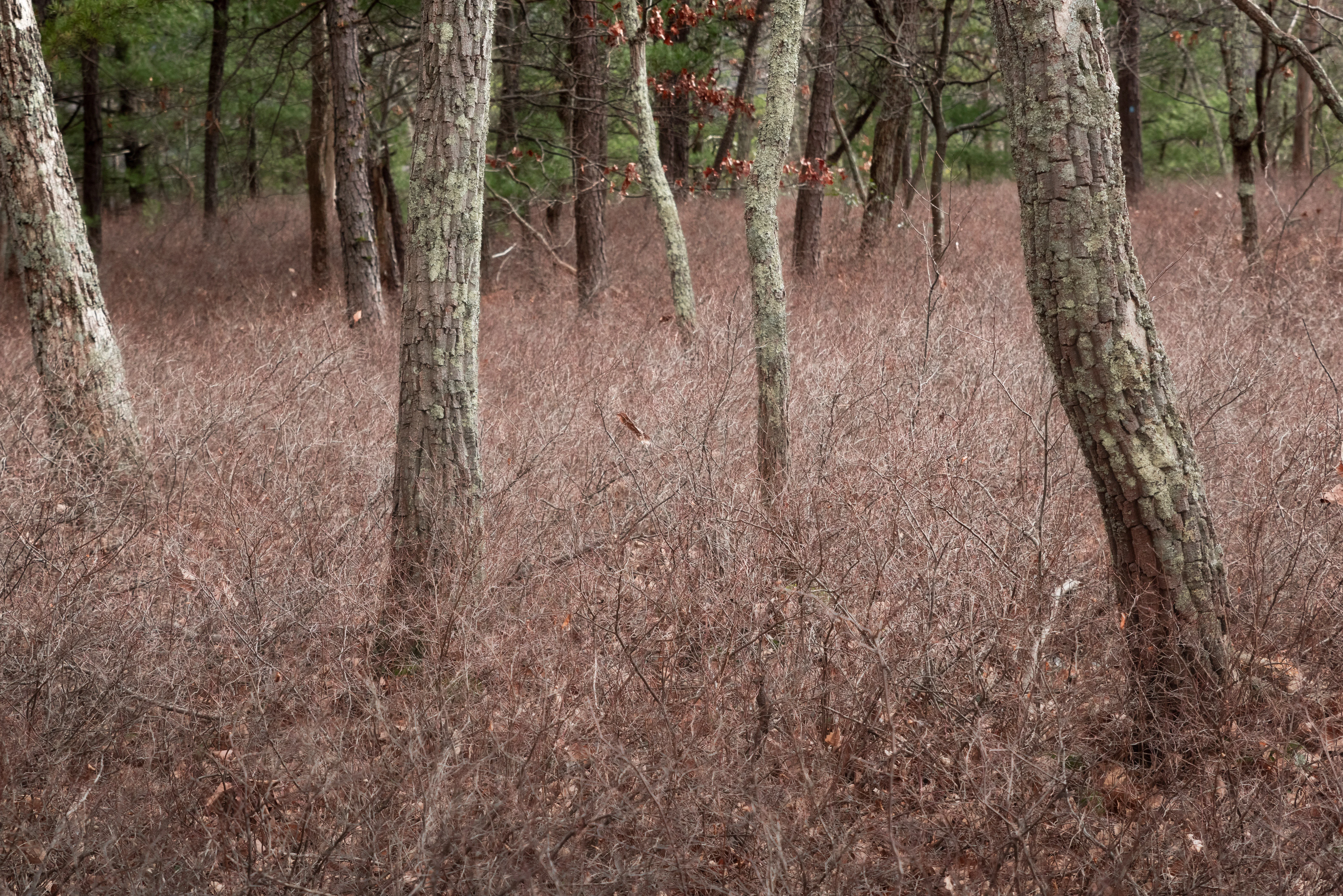 Mohonk Preserve Fall